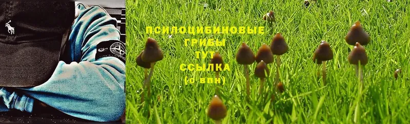 Псилоцибиновые грибы MAGIC MUSHROOMS  Алушта 